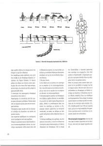page prev